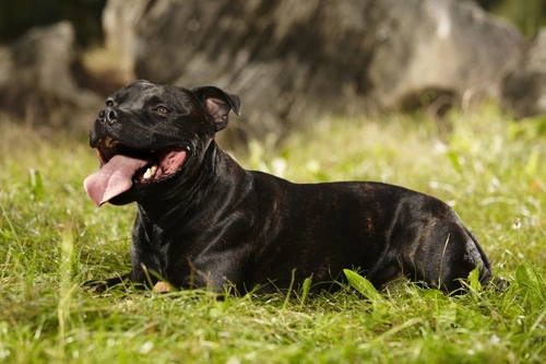 Top Dog Breeds Most Widely Shown at Crufts 2025