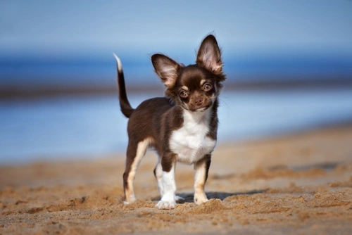 Top 5 Least Intelligent Small Dog Breeds in the UK