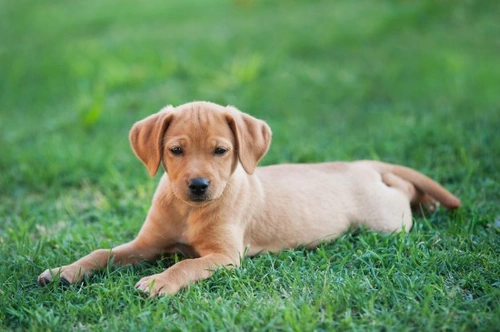 Research Proves Dogs Experience Jealousy Emotion