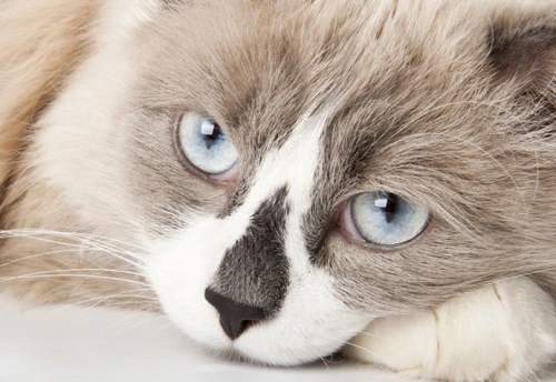 Understanding and Managing Cats' Inappropriate Toileting