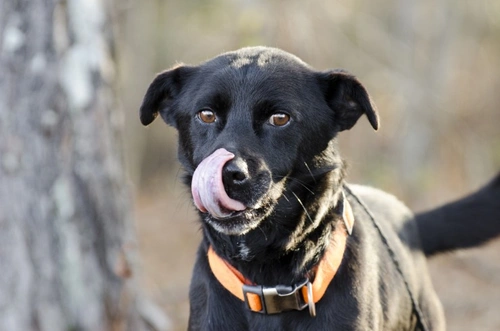 6 Fascinating Facts About Your Dog’s Nose You Didn’t Know