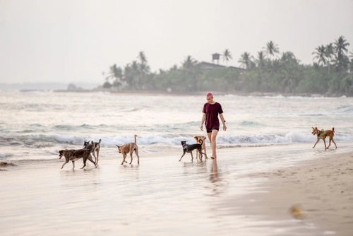 Playas para perros en Valencia