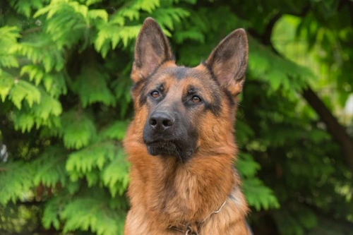 Comprender el comportamiento de manada en perros domésticos