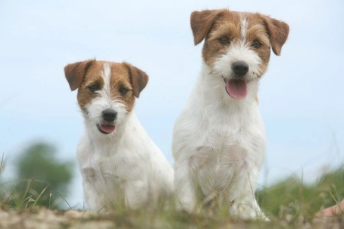 Pair Bonded Dogs: Understanding This Unique Canine Connection