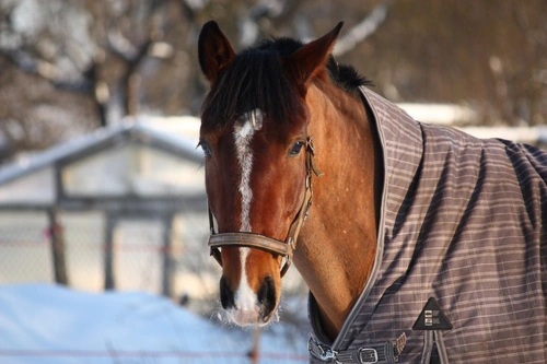Should Your Horse Wear Rugs Through Autumn and Winter?