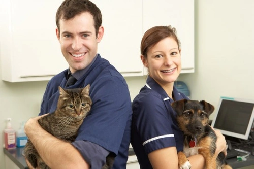7 Best Dog and Cat Treatment Tips for Happy Pets