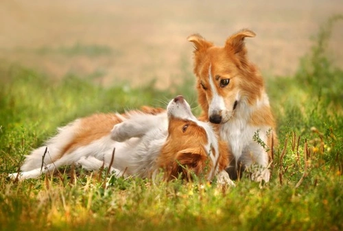 Understanding Dogs’ Eye Contact: What It Means Between Dogs