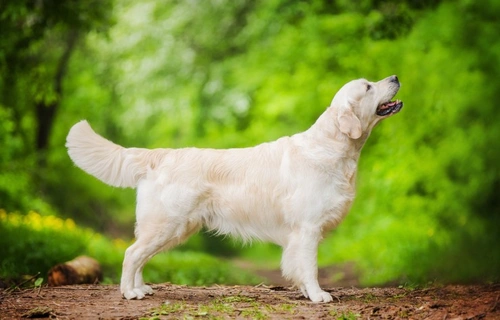 Dog Hairballs: Symptoms, Causes & How to Help Your Dog