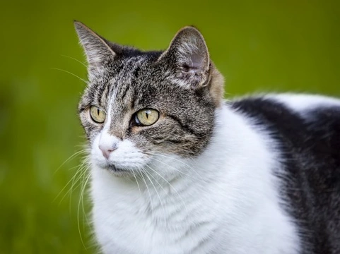 Hyperthyroidism in Cats: Symptoms, Diagnosis & Treatments