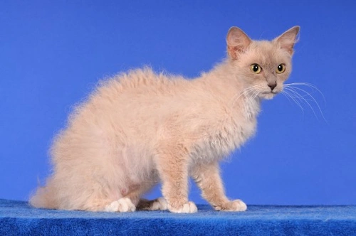 Gatos LaPerm en España: Registro y Características de la Raza