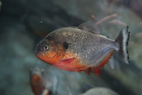 Keeping piranhas: Complete care guide for exotic fish