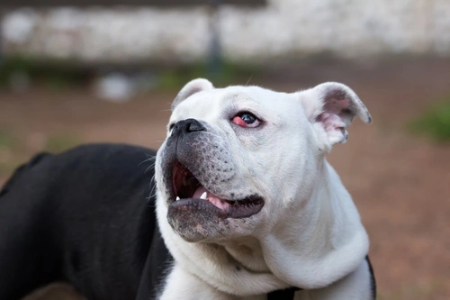 Cherry Eye in Dogs: Causes, Symptoms & Treatment Guide