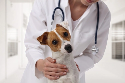 Is Rat Poison Dangerous for Dogs? Signs and Treatment