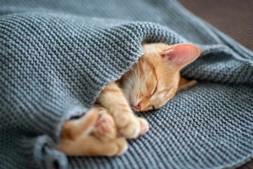 Recognising Symptoms of Cystitis in Cats: A 2025 Guide