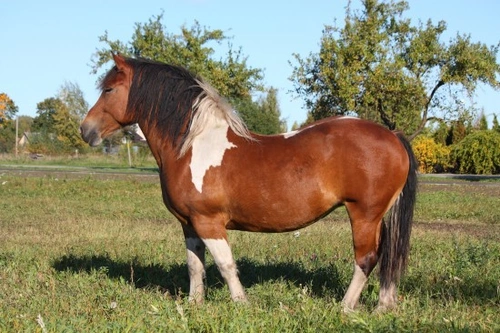 Looking After the Older Horse: Complete Care Guide