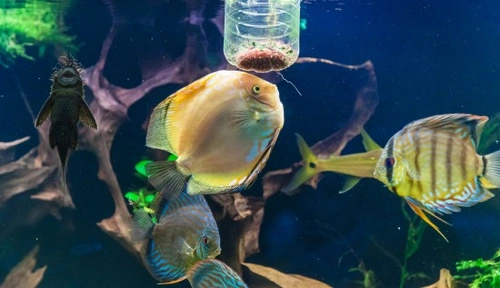 What to Feed Your Fish: A Comprehensive Guide