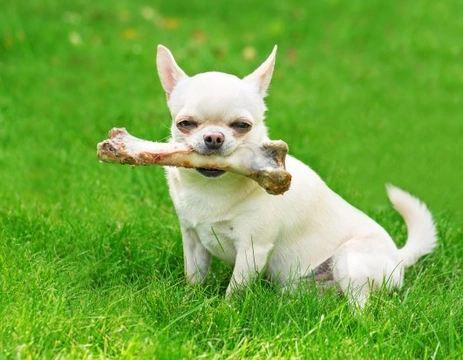 Hipertiroidismo en perros con dieta de alimentos crudos