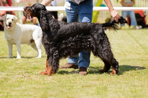 6 consejos esenciales de etiqueta para espectadores en exposiciones caninas