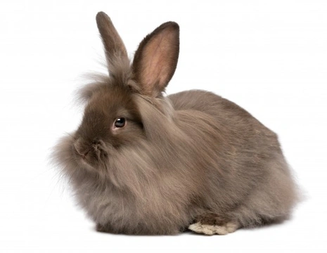 The Ins and Outs of Rabbit Behaviour: A Complete Guide