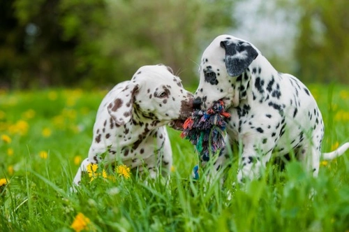 Puppies and Exercise: Can They Be Over-Exercised?