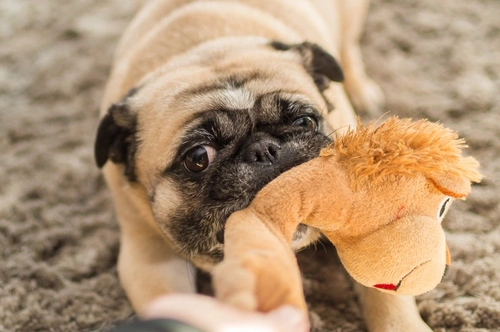 Why is my dog awake or active at night? Causes & Solutions