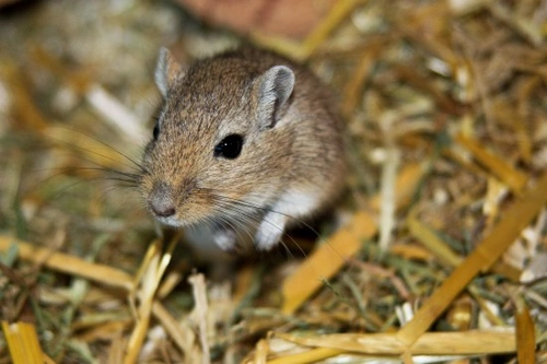 How to safely introduce two gerbils: step-by-step guide
