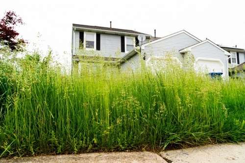 Tick season 2021: Can you keep ticks out of your own garden?