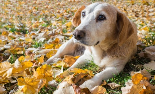 Carcinoma de células transicionales en perros: síntomas y tratamiento