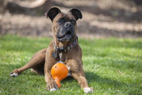 Stimulate Your Dog with Food Puzzles: A Complete Guide
