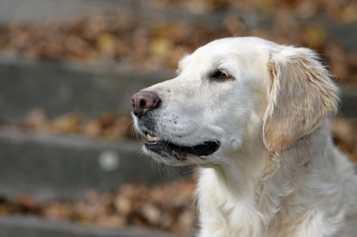 IBS in Dogs: Causes, Symptoms & Effective Management