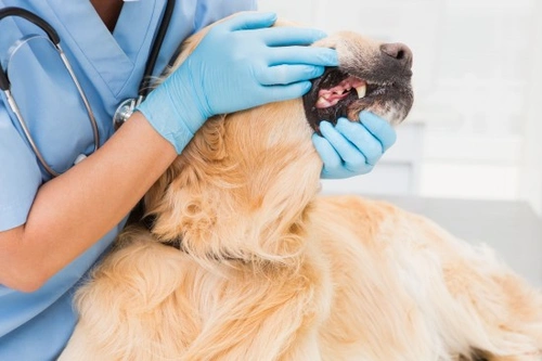 What To Do If Your Dog Loses a Tooth: Expert Advice