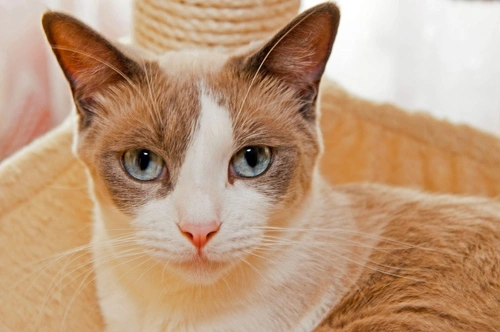 Gato Snowshoe o Thai: ¿Cuál raza es mejor para ti?