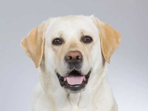 Head Pressing in Dogs: Causes, Symptoms & Care