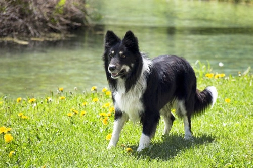 Vestibular Syndrome in Dogs: Symptoms, Causes & Treatment
