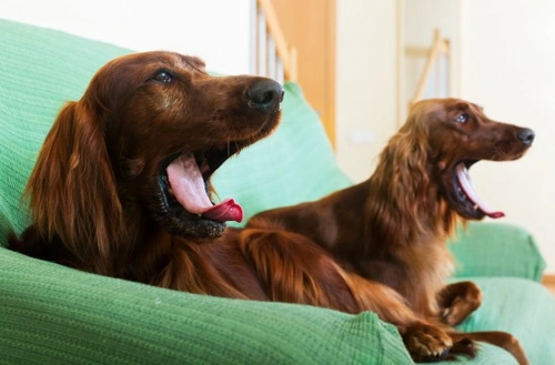 What You May Have to Give Up to Own a Dog