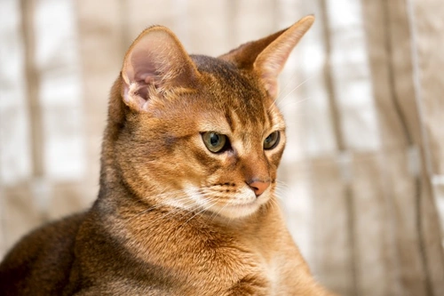 Feline Hereditary Neuroaxonal Dystrophy: Causes, Symptoms & Care