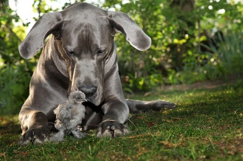 Keeping Chickens and Dogs Together Safely: A Practical Guide
