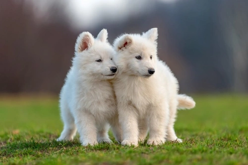 Is the cost of pet insurance for dogs in the UK rising?