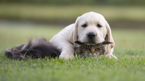 3 Practical Ways to Reduce Your Pet's Cancer Risk