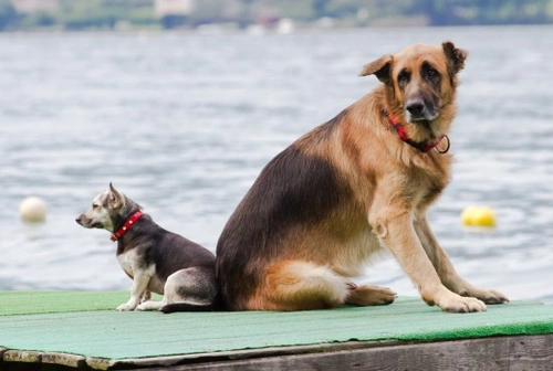 Do Large Dogs Have Bigger Brains and Are They Smarter?