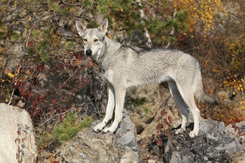All about the Saarloos Wolfdog: Wolf-Like Breed Guide