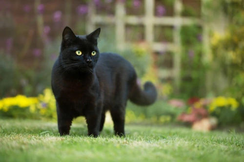 UK Animal Killer Status 2025: Operation Takahe Disbanded