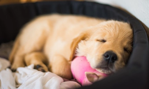 How Much Sleep Do Puppies Really Need? A Complete Guide