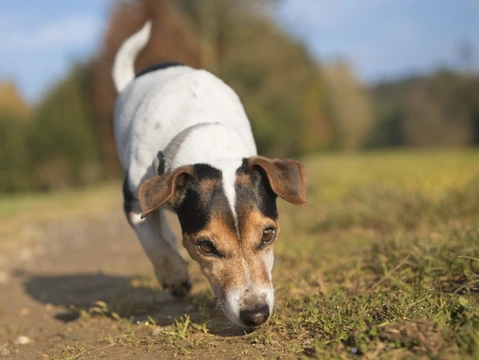 Honing Your Dog’s Sense of Smell: Practical Training Tips