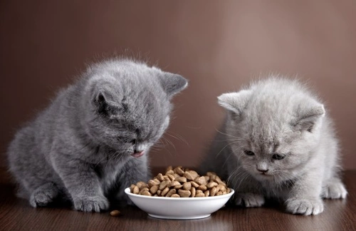 10 FAQs and Answers on Kitten Nutrition for Healthy Growth