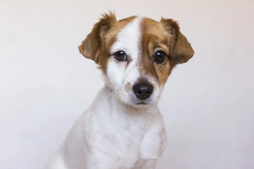 6 Important Facts Every Dog Owner Should Know About Kennel Cough