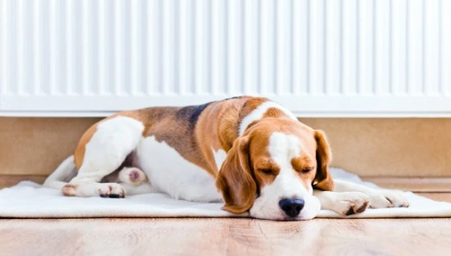 Complete Guide: How to Create a Personal Space for Your Dog