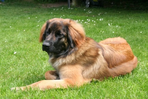 How to Prevent an Unspayed Female Dog from Coming Into Season