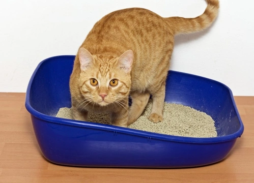 Why Won’t My Cat Use Their Litter Tray? Top Causes & Fixes