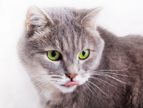 Bruxismo en gatos: causas, signos y tratamiento
